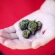 marijuana-industry-security