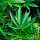 Cannabis-business-security