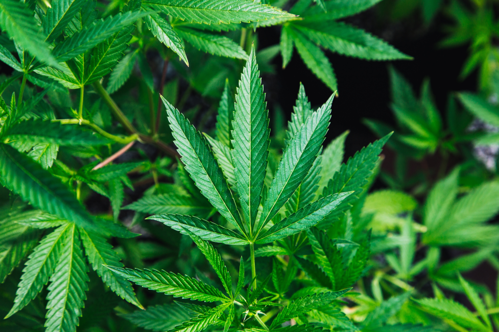 Cannabis-business-security