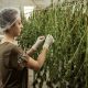 Cannabisarticles