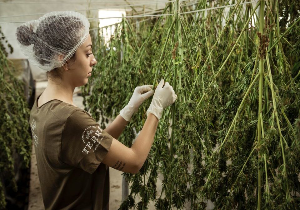 Cannabisarticles